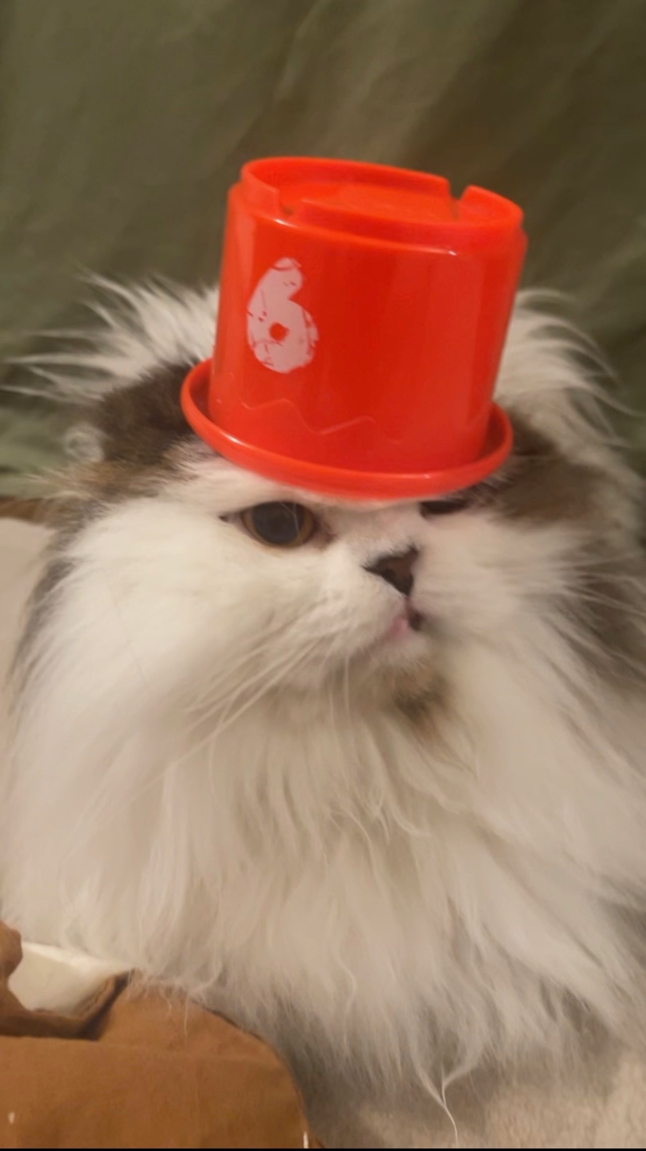 A cat wearing a red cup on its head like a hat.